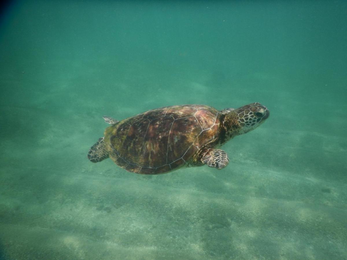 Turtle Bay Beach Resort Мірісса Екстер'єр фото