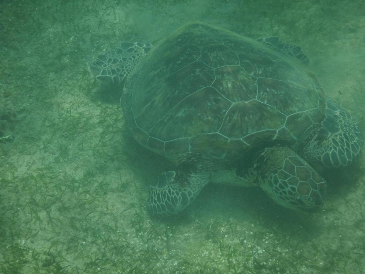 Turtle Bay Beach Resort Мірісса Екстер'єр фото