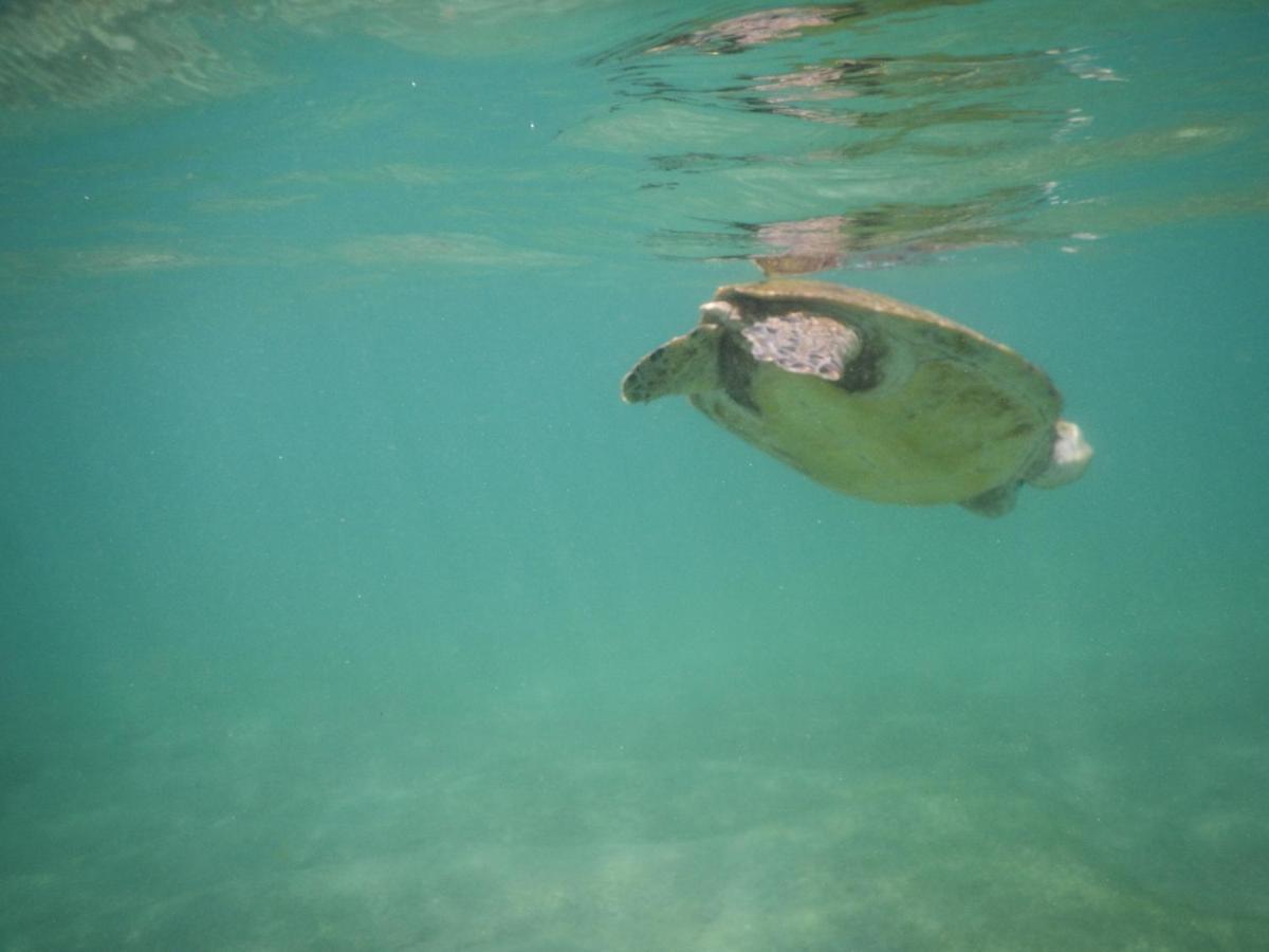 Turtle Bay Beach Resort Мірісса Екстер'єр фото